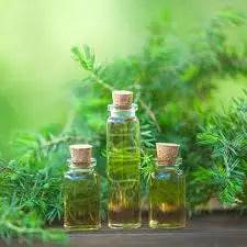 Tea Tree Oil  Organic - 